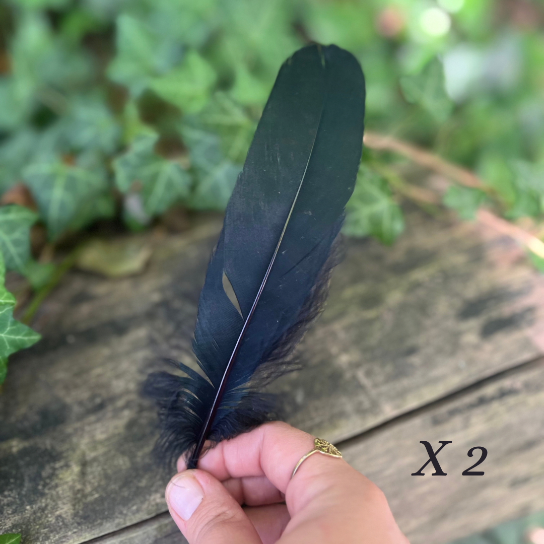 Plumes d’oie noire - x12 plumes