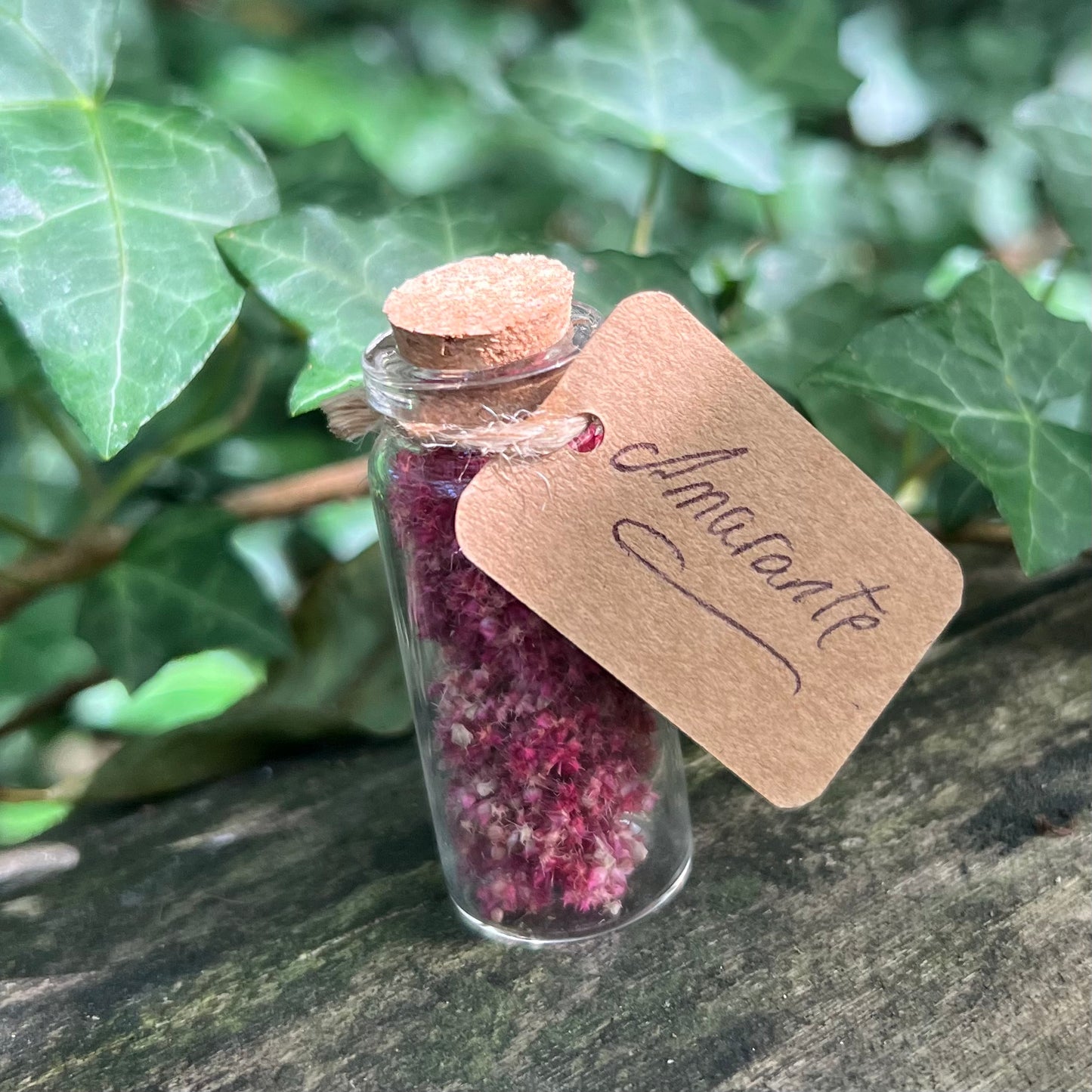 Fiole d’Amarante séchée - Immortalité - Prospérité - Gratitude