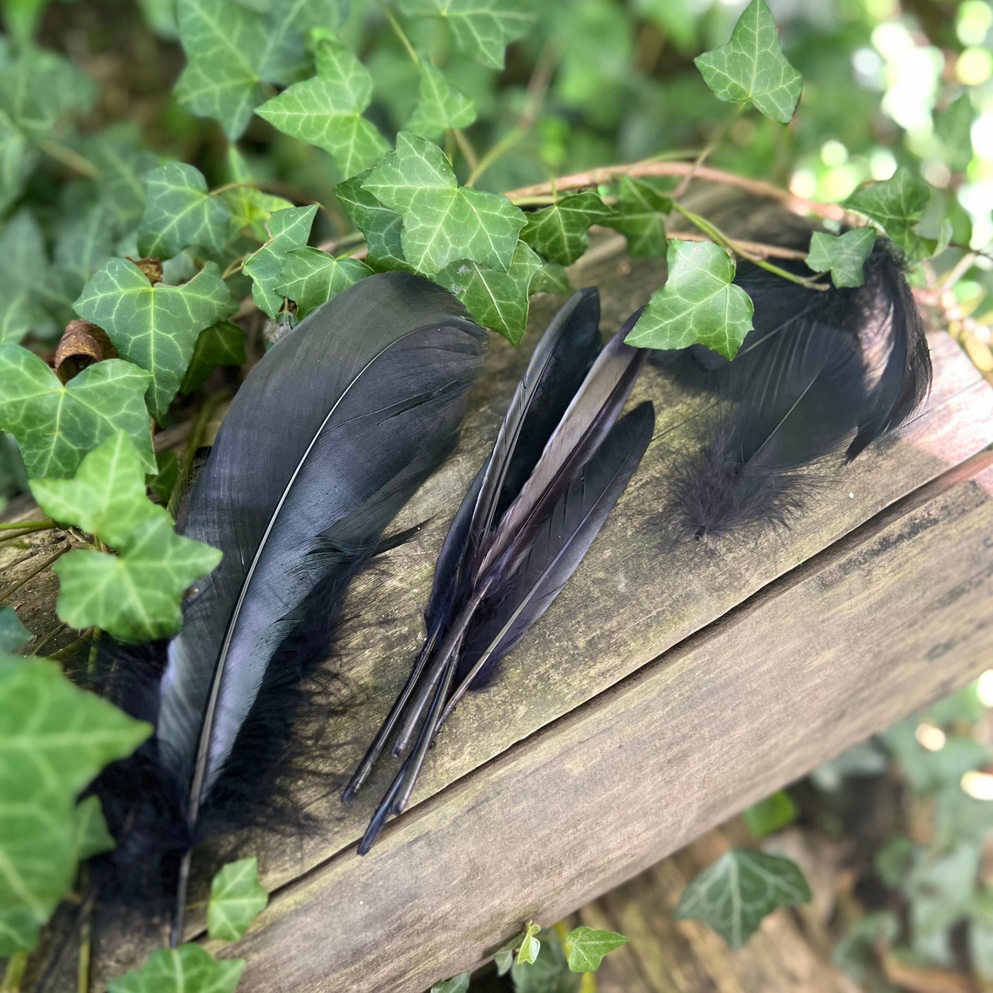 Plumes d’oie noire - x12 plumes