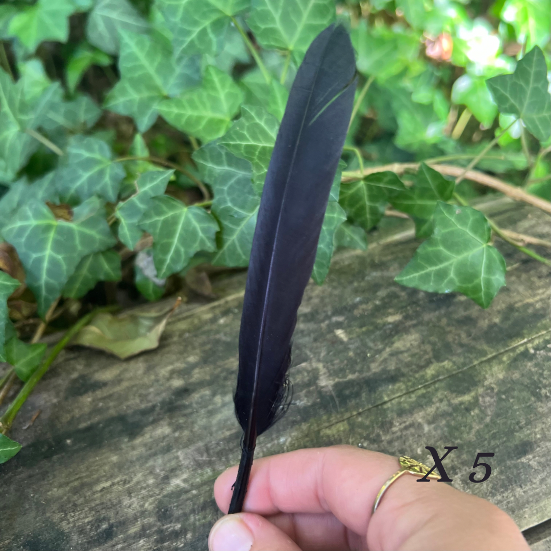Plumes d’oie noire - x12 plumes