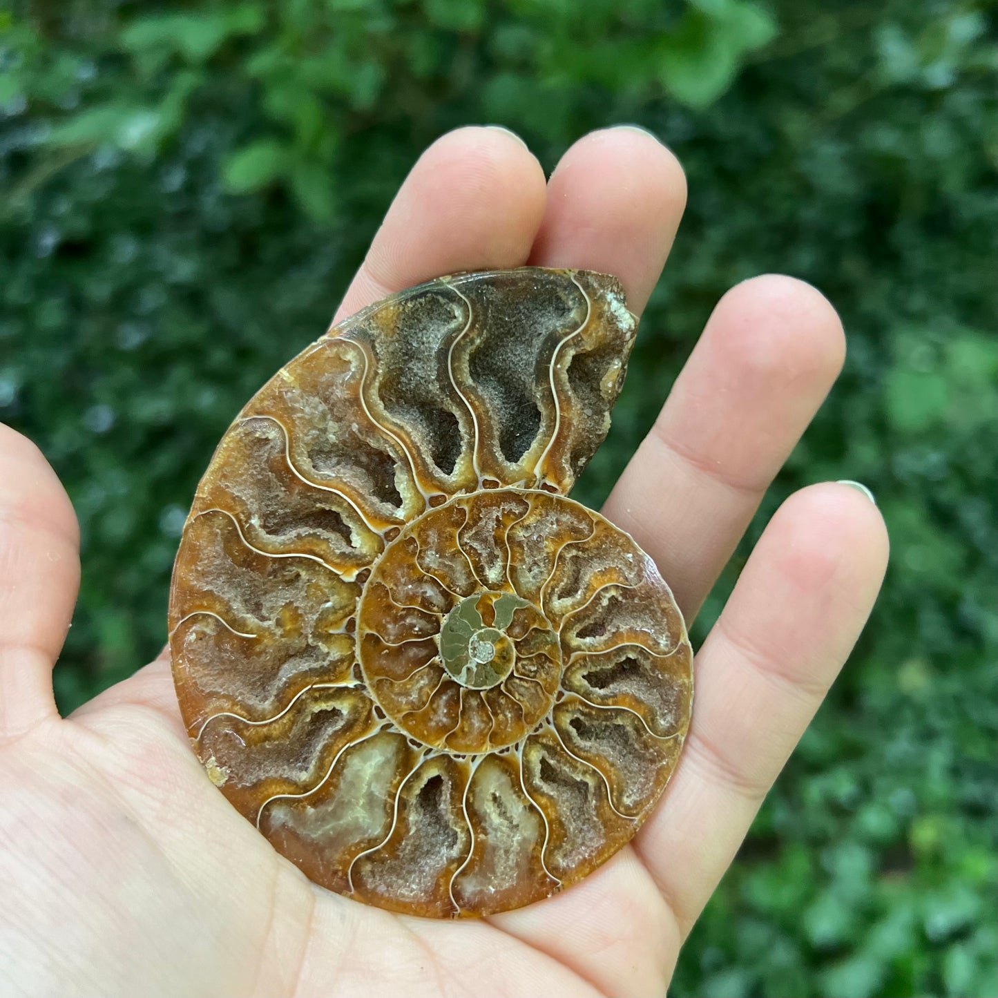 Ammonite