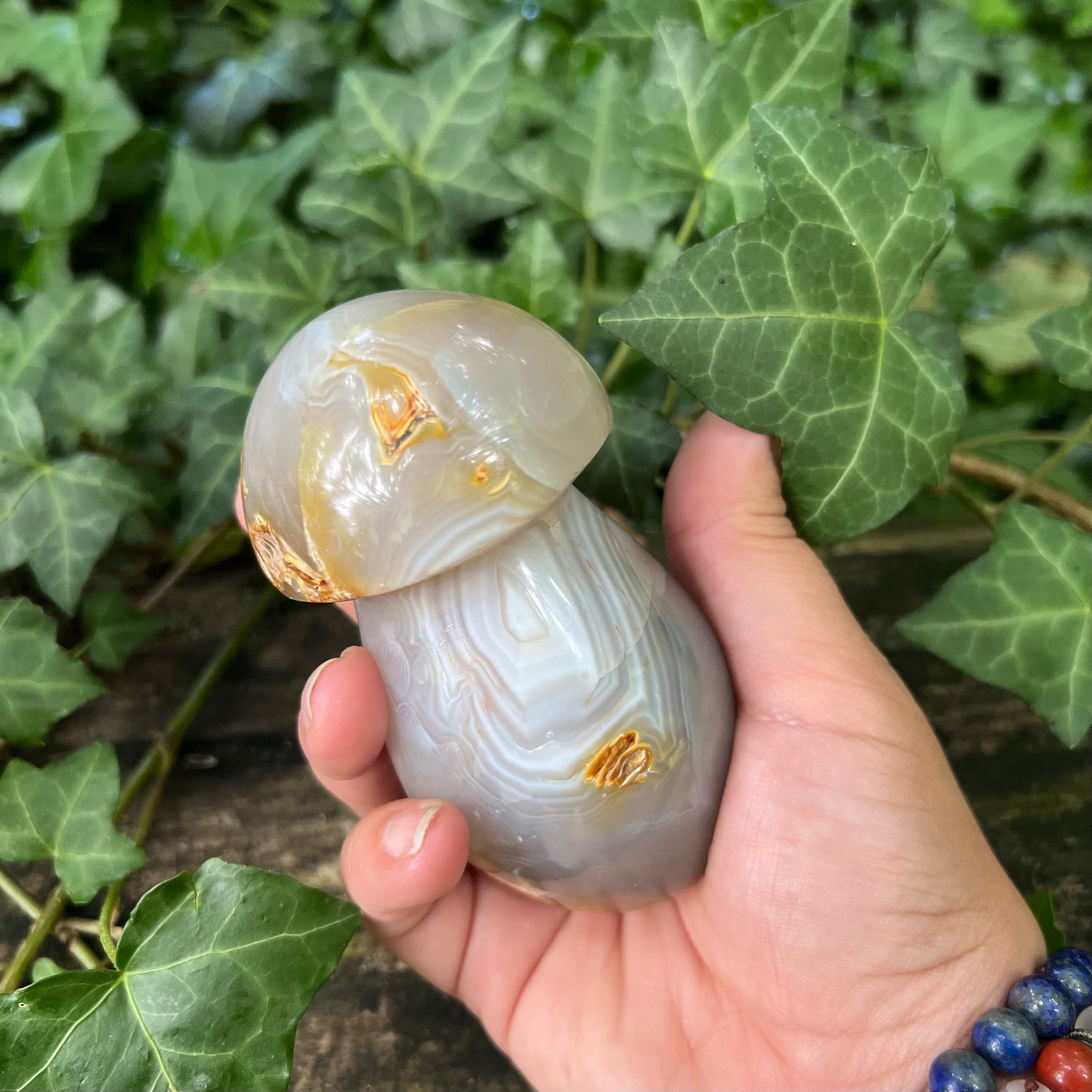 Champignon Agate - 400g