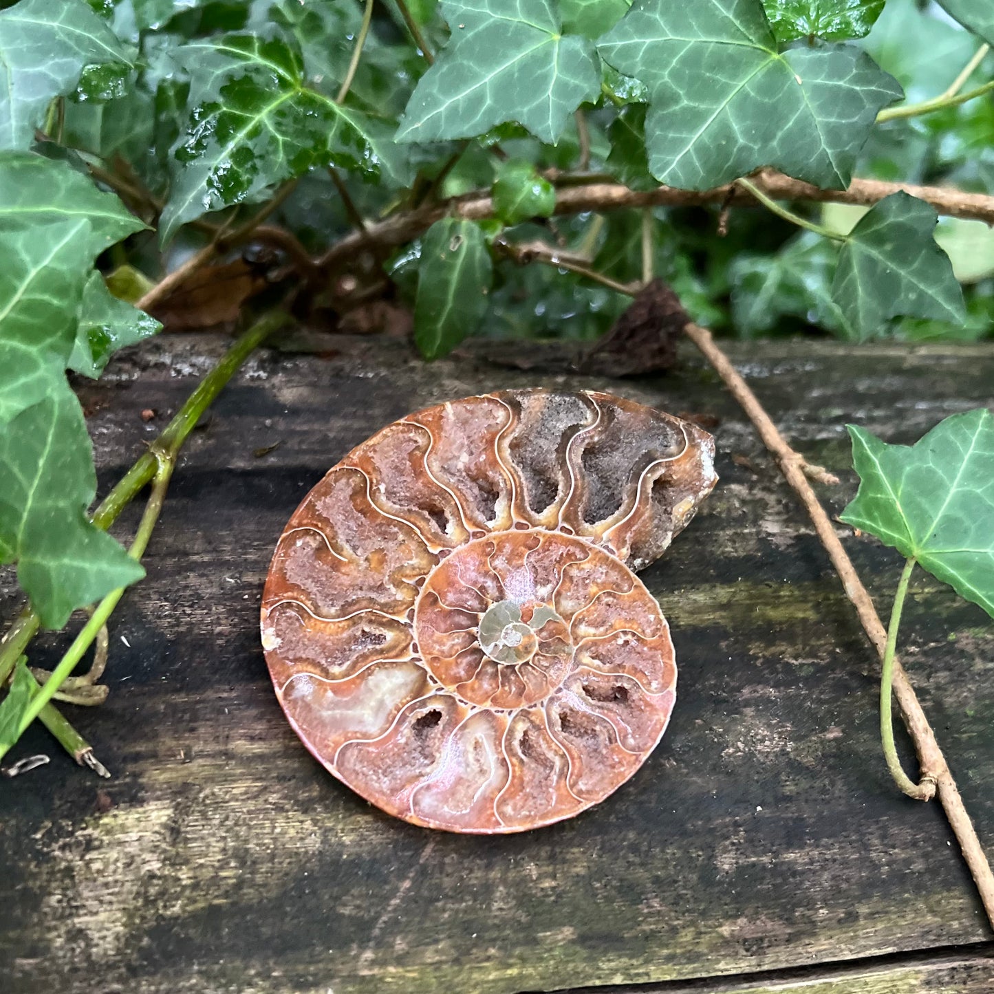 Ammonite