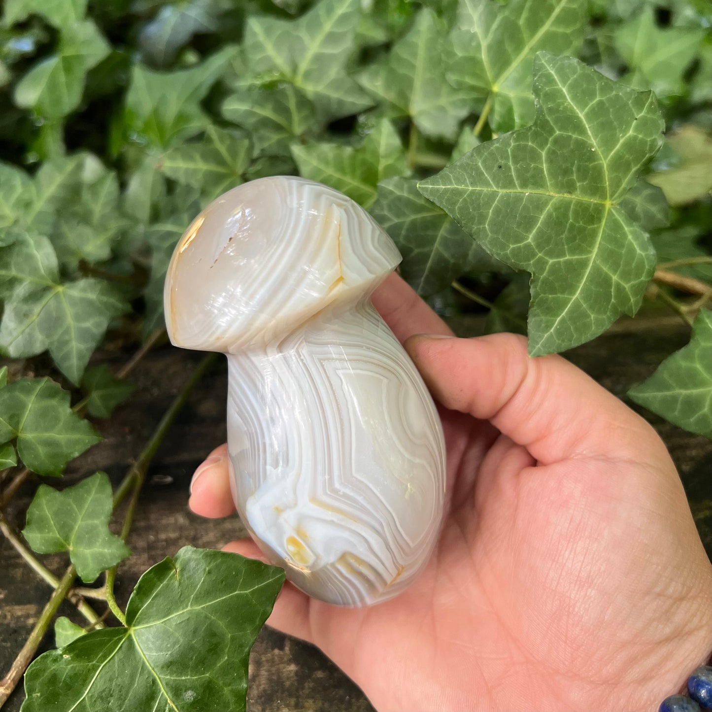 Champignon Agate - 400g