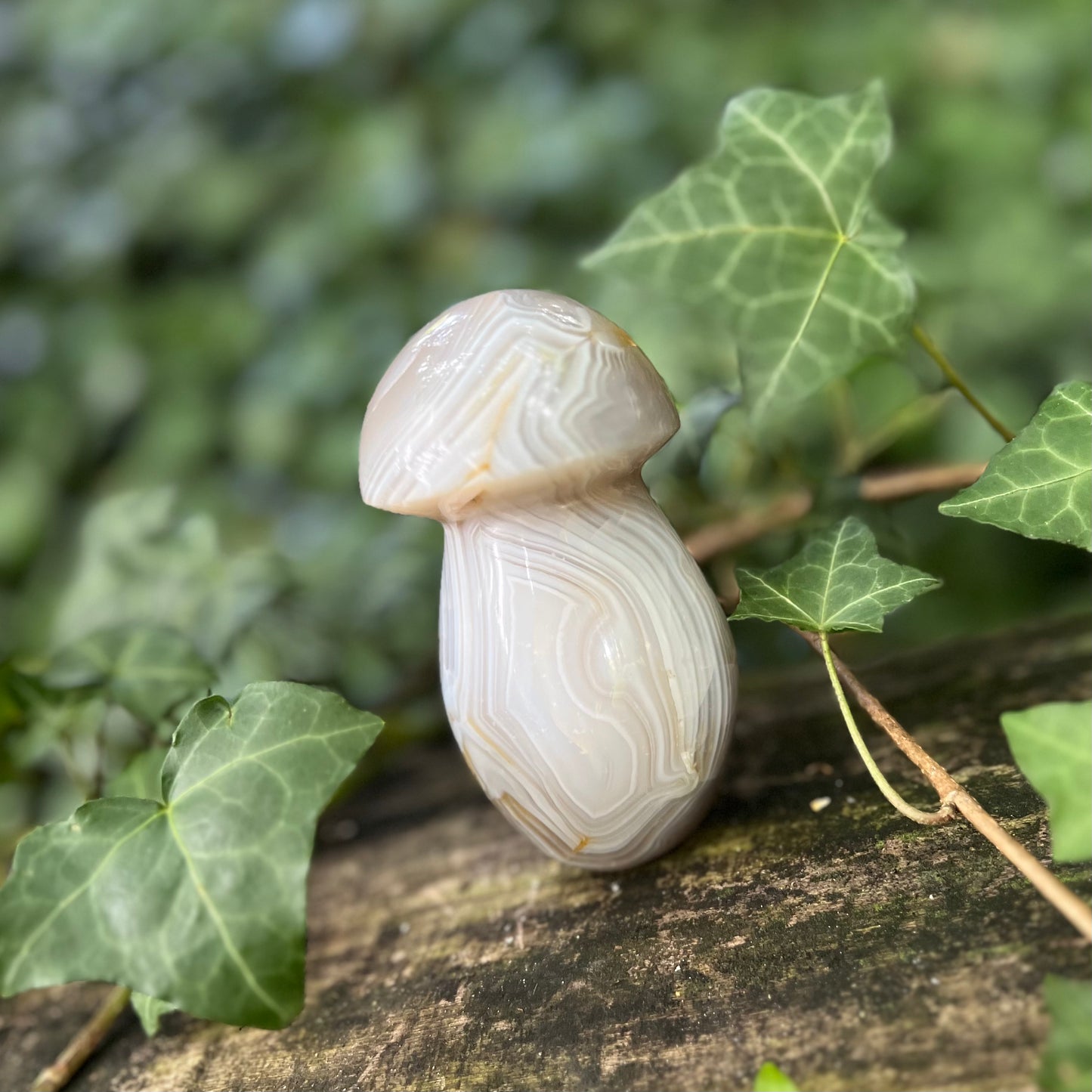 Champignon Agate - 400g