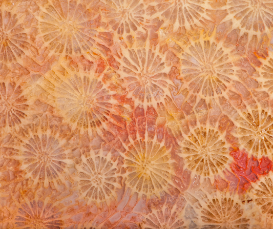 Corail Fossilisé