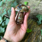 Champignon Chrysocolle - 190g
