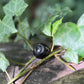 Petite sphère Obsidienne Œil Céleste