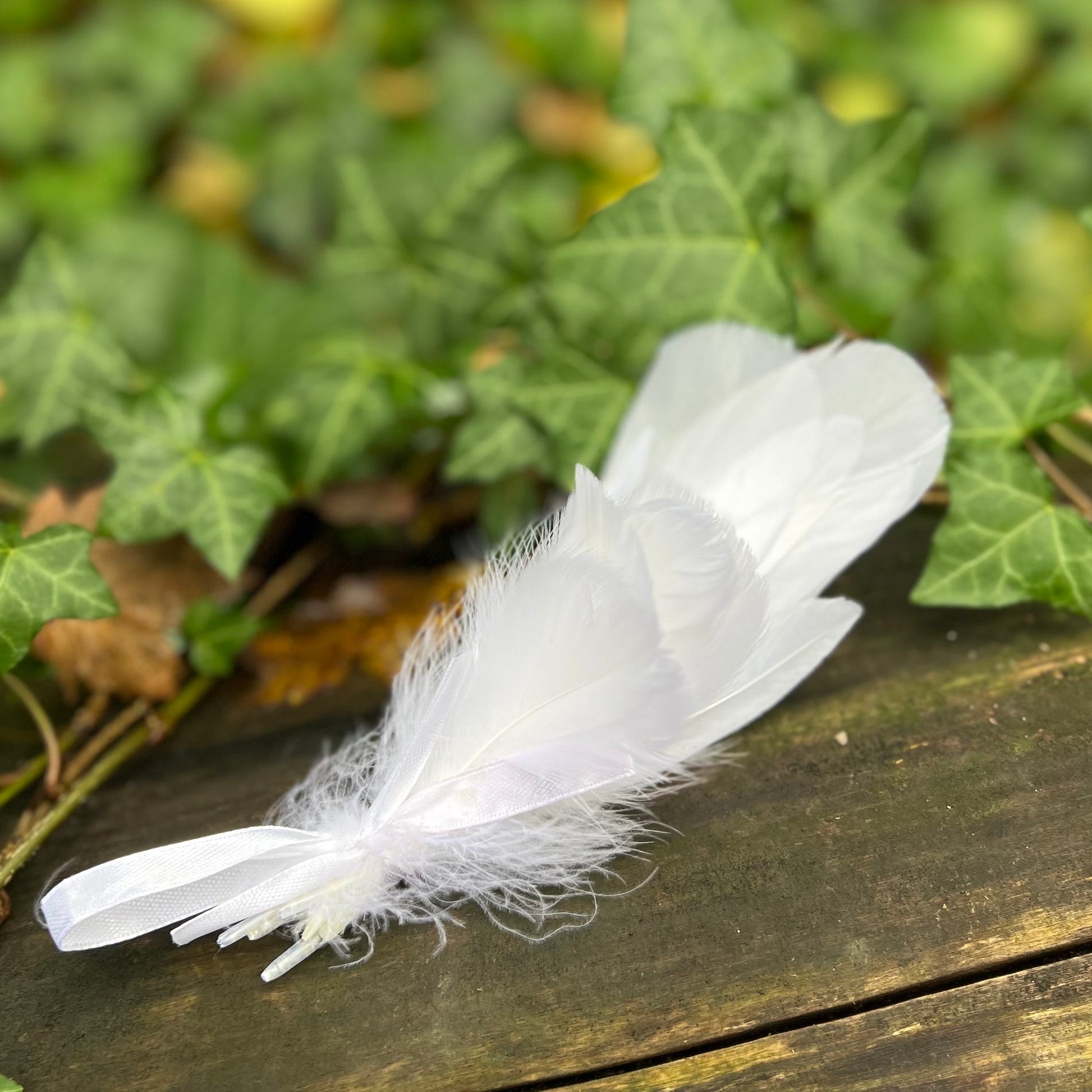 Plumes d'oie blanche - x12 plumes – Jardin des Druides