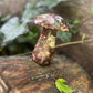 Champignon Chrysocolle - 190g