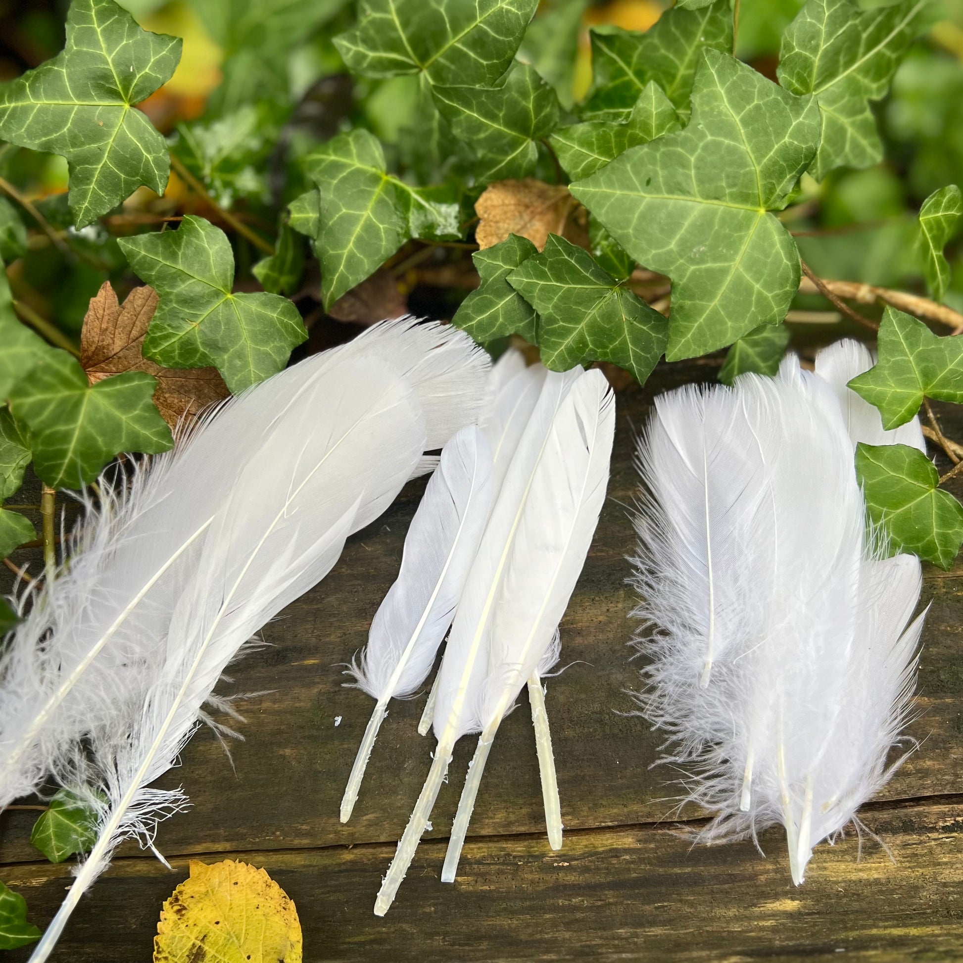 Plume d'oie Blanche