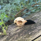 Collier Crâne de corbeau