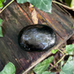 Galet Obsidienne argentée - 40 à 60g