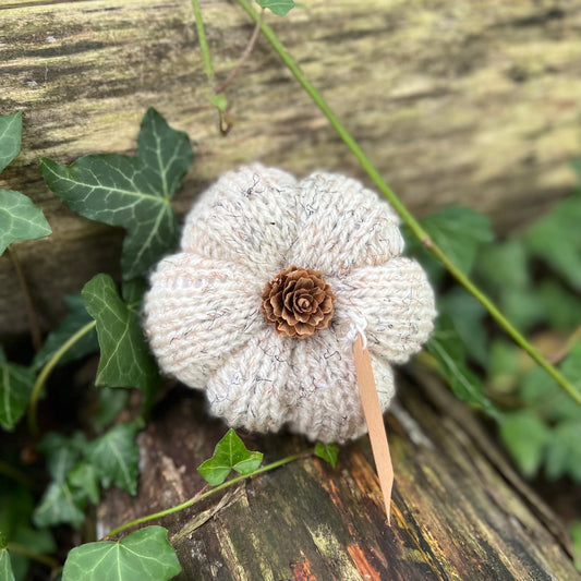 Petite citrouille Blanche
